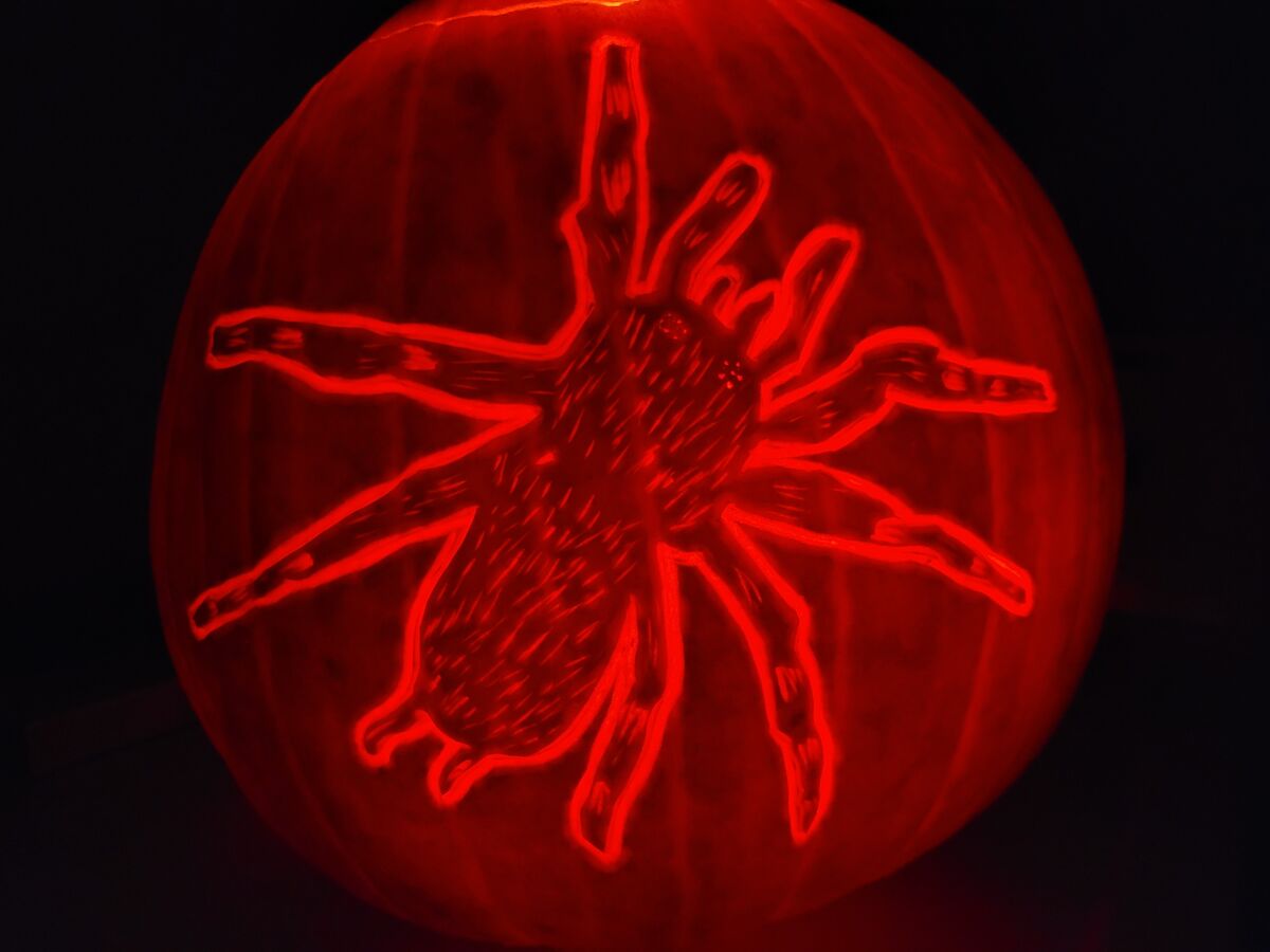 A pumpkin carved with the tarantula from Dr. No.